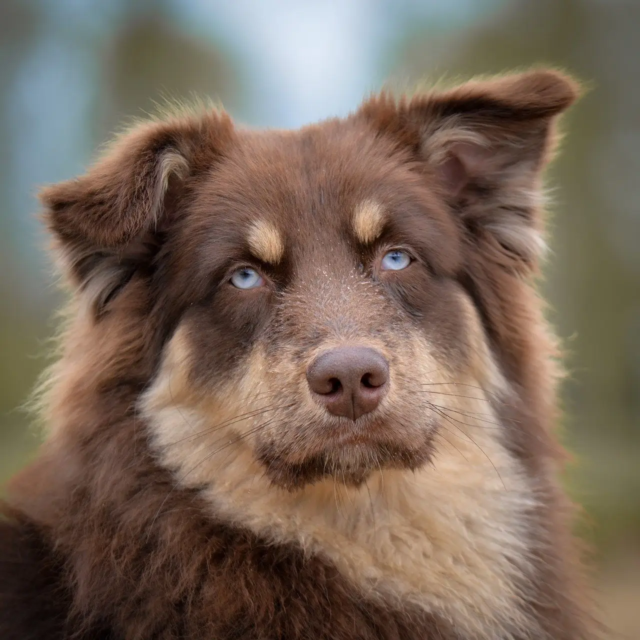 dog, australian shepherd, pet, portrait, eyes, brown, animal, sweet